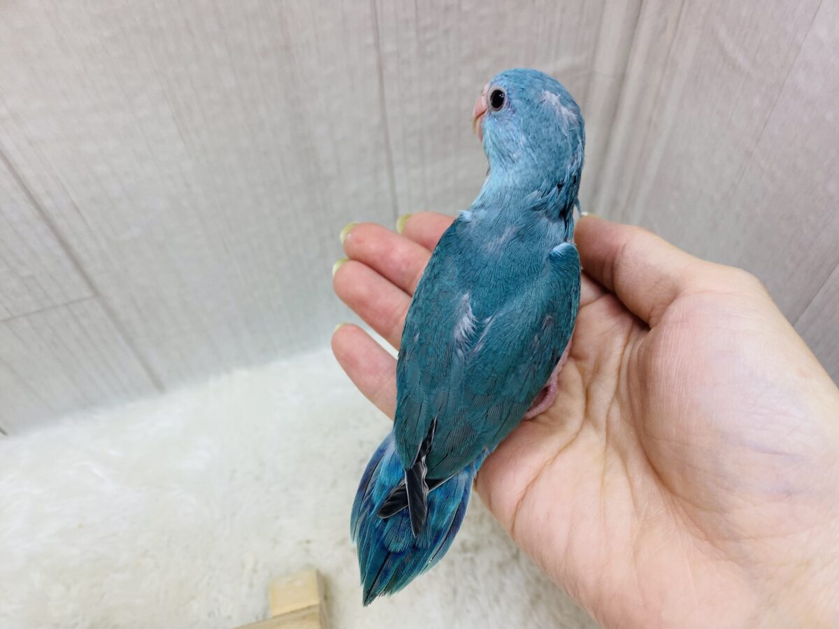 マメルリハ