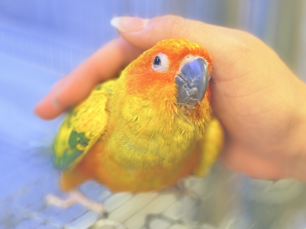 【最新画像更新🪄︎︎✨】いつでもうっ鳥❣️激甘プリティ〜バード参上🔥❤️🔥コガネメキシコインコ コガネメキシコインコ