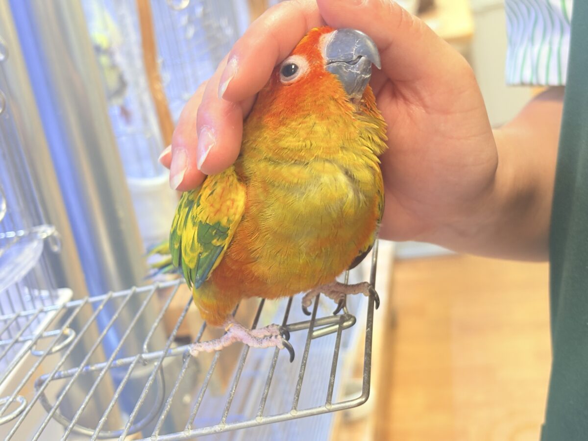 【最新画像更新🪄︎︎✨】いつでもうっ鳥❣️激甘プリティ〜バード参上🔥❤️🔥コガネメキシコインコ コガネメキシコインコ