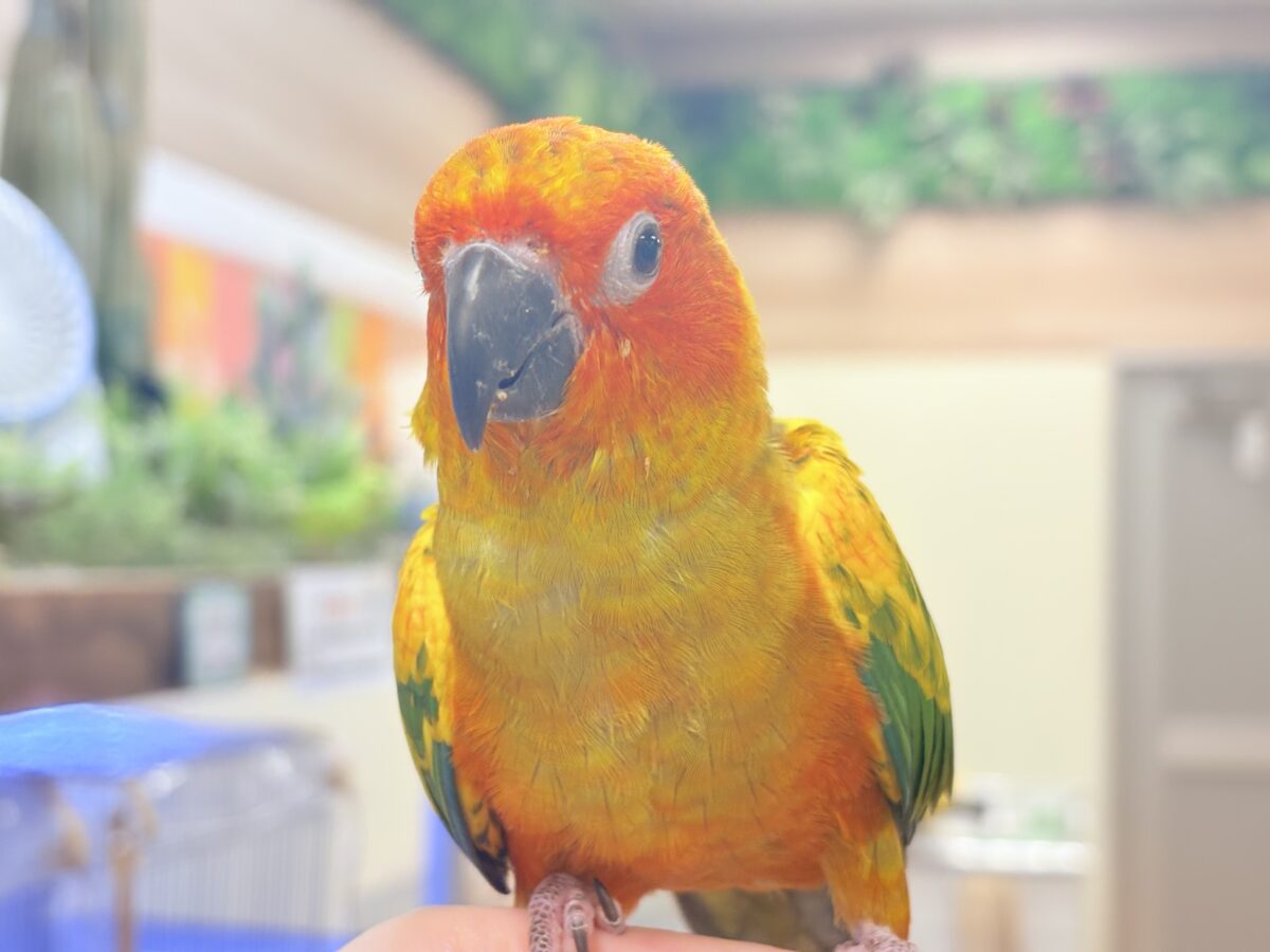 【最新画像更新🪄︎︎✨】いつでもうっ鳥❣️激甘プリティ〜バード参上🔥❤️🔥コガネメキシコインコ コガネメキシコインコ