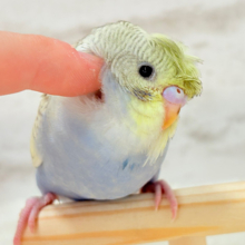 【最新画像・動画更新🪄もうすぐひとり餌‪☆】背中にお花が咲きました✨おカッパちゃん🐣🌼梵天セキセイインコ(パステルレインボースパングル) ヒナ