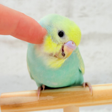 【最新画像更新🪄】好奇心が溢れちゃう🐣💖セキセイインコ(パステルカラーレインボー) ヒナ