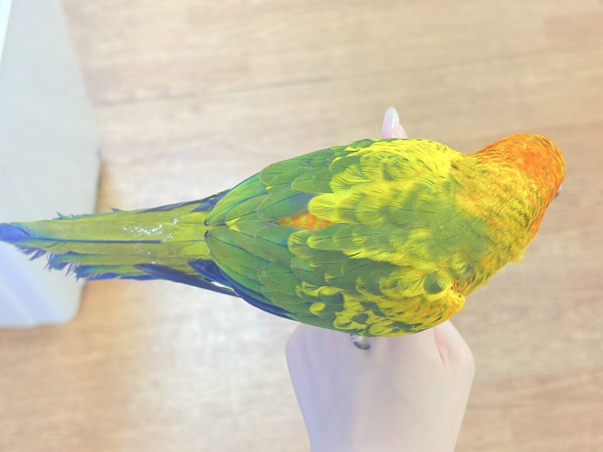 【最新画像更新🪄︎︎✨】いつでもうっ鳥❣️激甘プリティ〜バード参上🔥❤️🔥コガネメキシコインコ コガネメキシコインコ