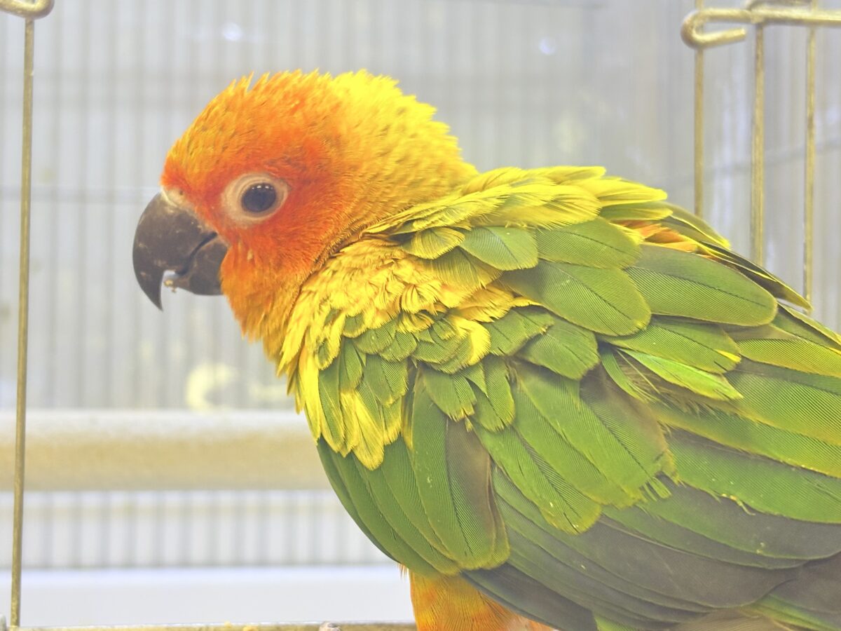 【最新画像更新🪄︎︎✨】いつでもうっ鳥❣️激甘プリティ〜バード参上🔥❤️🔥コガネメキシコインコ コガネメキシコインコ