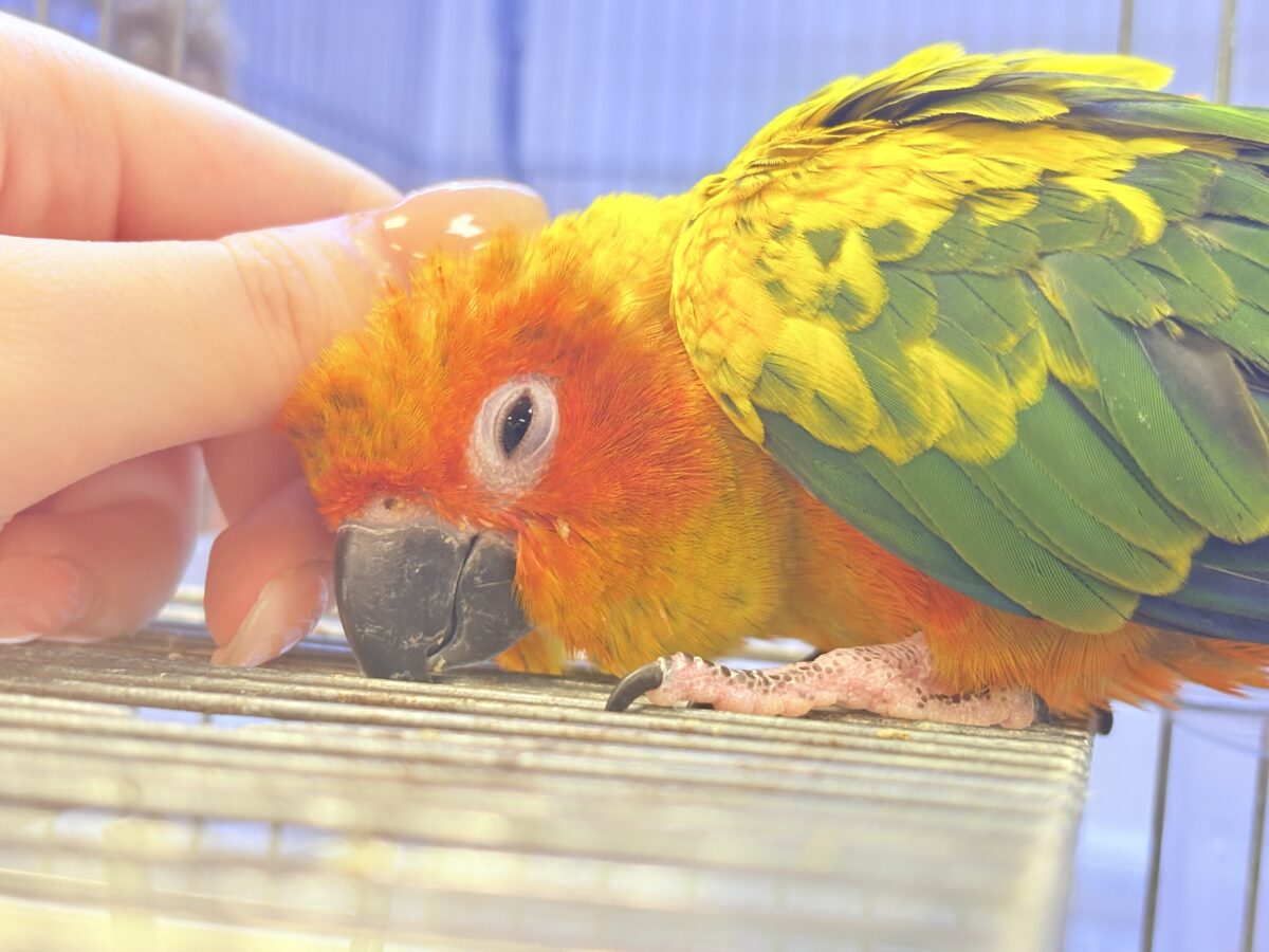 【最新画像更新🪄︎︎✨】いつでもうっ鳥❣️激甘プリティ〜バード参上🔥❤️🔥コガネメキシコインコ コガネメキシコインコ