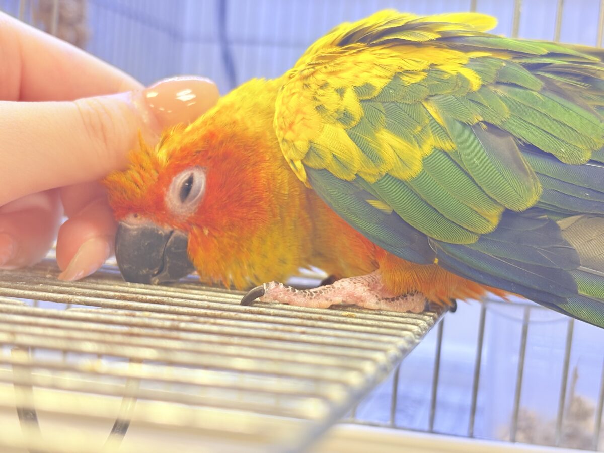 【最新画像更新🪄︎︎✨】いつでもうっ鳥❣️激甘プリティ〜バード参上🔥❤️🔥コガネメキシコインコ コガネメキシコインコ