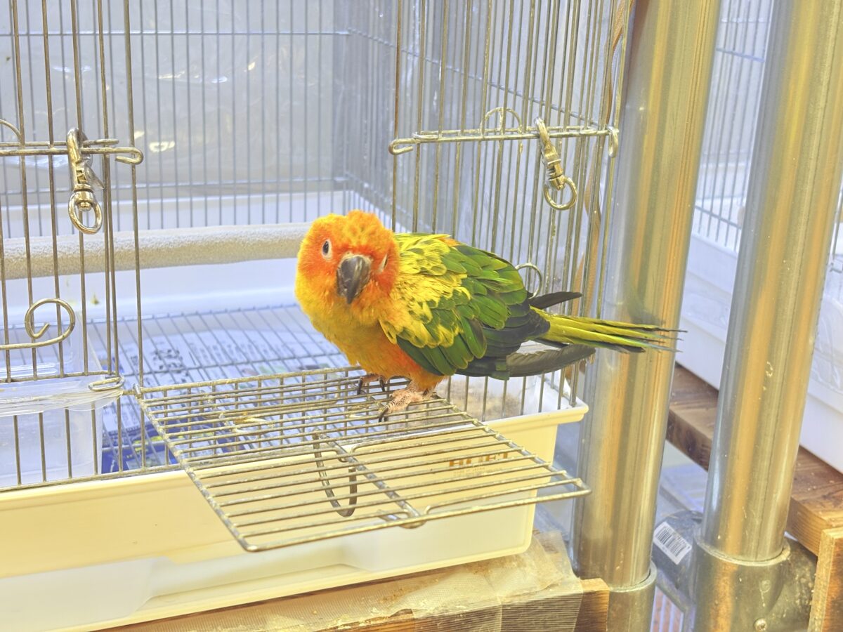 【最新画像更新🪄︎︎✨】いつでもうっ鳥❣️激甘プリティ〜バード参上🔥❤️🔥コガネメキシコインコ コガネメキシコインコ
