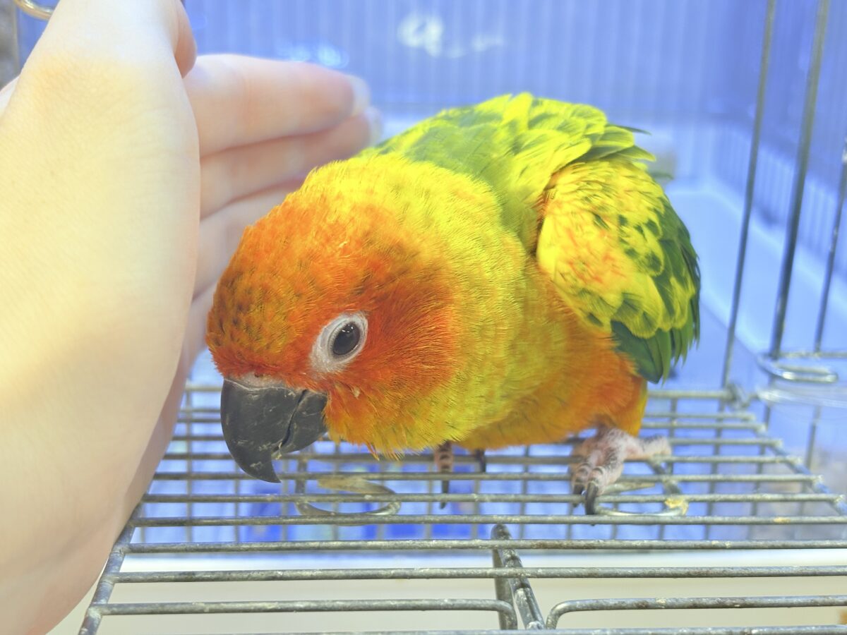 【最新画像更新🪄︎︎✨】いつでもうっ鳥❣️激甘プリティ〜バード参上🔥❤️🔥コガネメキシコインコ コガネメキシコインコ