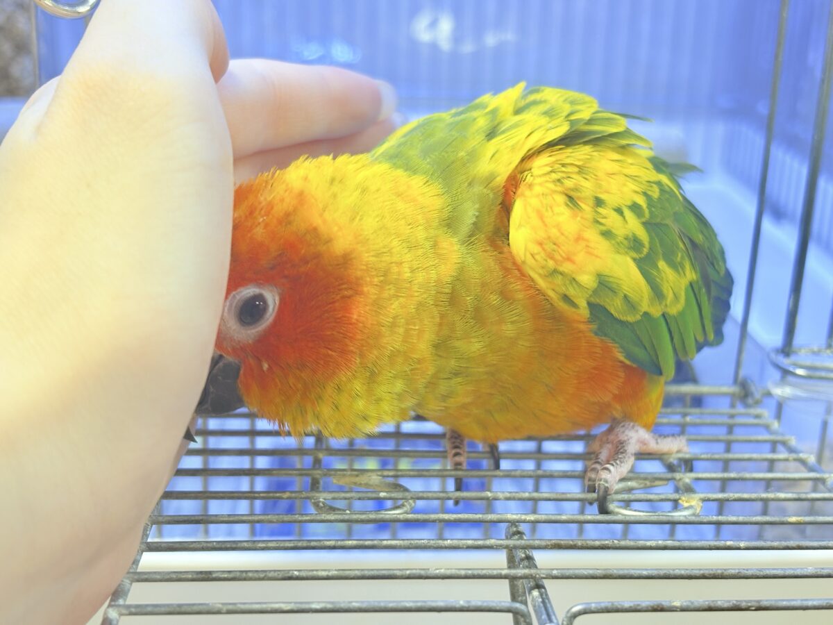 【最新画像更新🪄︎︎✨】いつでもうっ鳥❣️激甘プリティ〜バード参上🔥❤️🔥コガネメキシコインコ コガネメキシコインコ