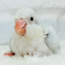 透明感たっぷり🫧氷上の天使🐣🩵オキナインコ(ブルーパリドオパーリン) ヒナ