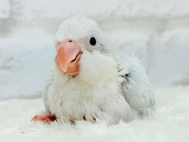 透明感たっぷり🫧氷上の天使🐣🩵オキナインコ(ブルーパリドオパーリン) ヒナ
