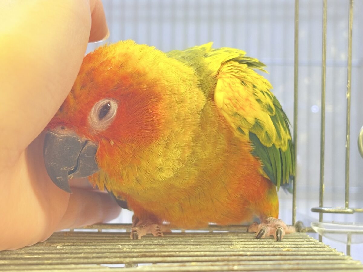 【最新画像更新🪄︎︎✨】いつでもうっ鳥❣️激甘プリティ〜バード参上🔥❤️🔥コガネメキシコインコ コガネメキシコインコ