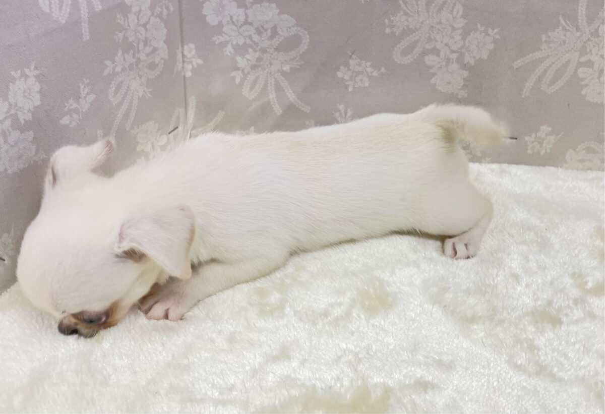ぺろぺろしちゃう👅ハーフ犬(ペキニーズ×チワワ)(ホワイト)🤍女の子🩷️2026年5月16日生まれ ペキチワ(ペキチー、チワペキ)