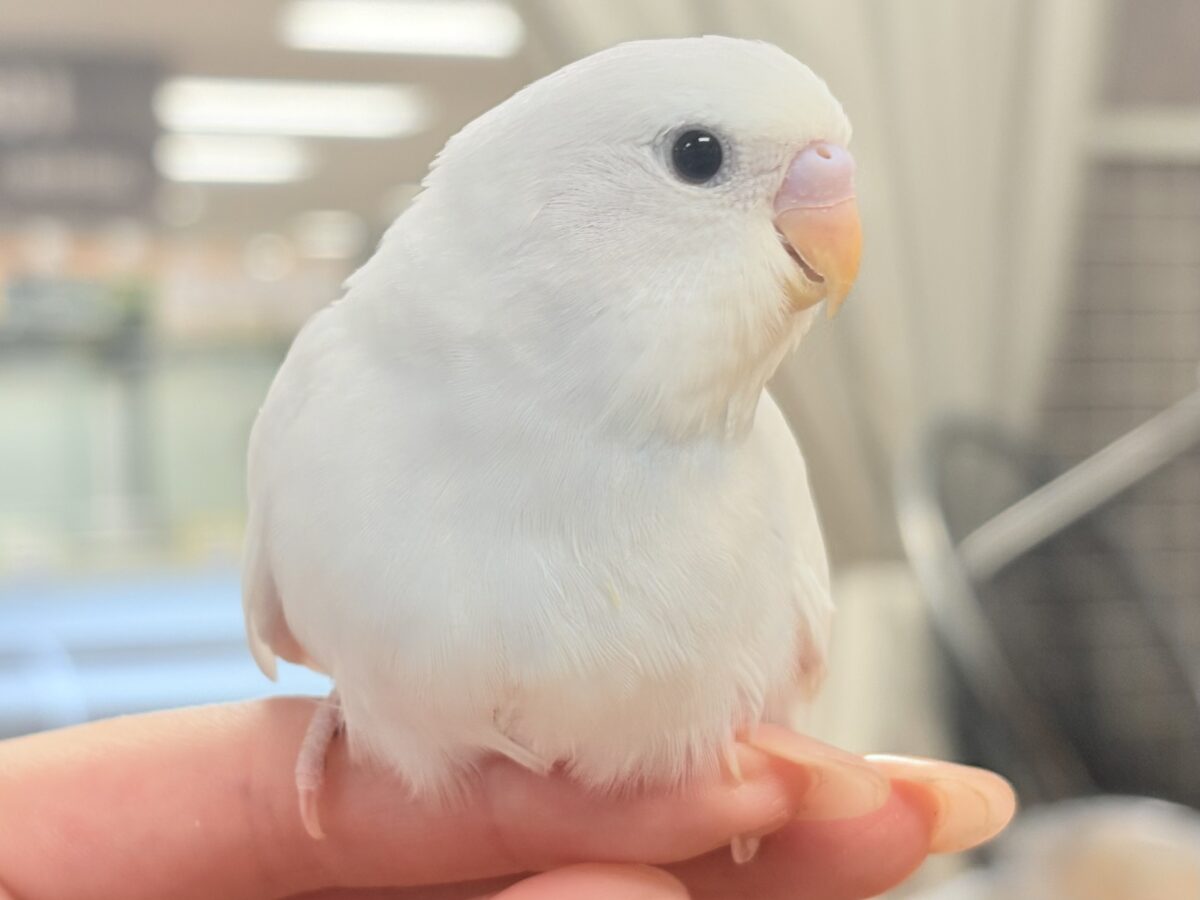 【最新画像】氷上の大天使🐣❄️セキセイインコ(ホワイトダブルファクター) セキセイインコ