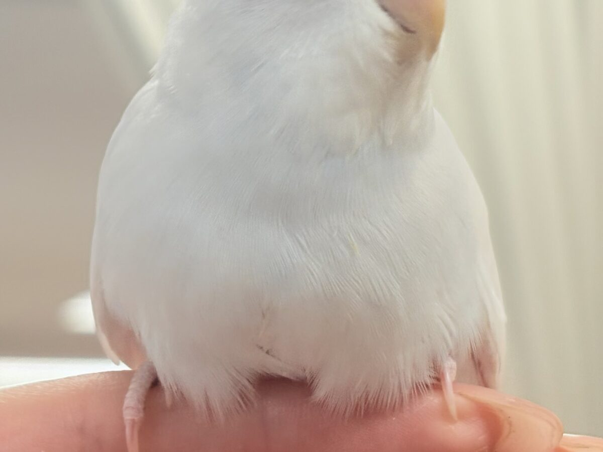 【最新画像】氷上の大天使🐣❄️セキセイインコ(ホワイトダブルファクター) セキセイインコ