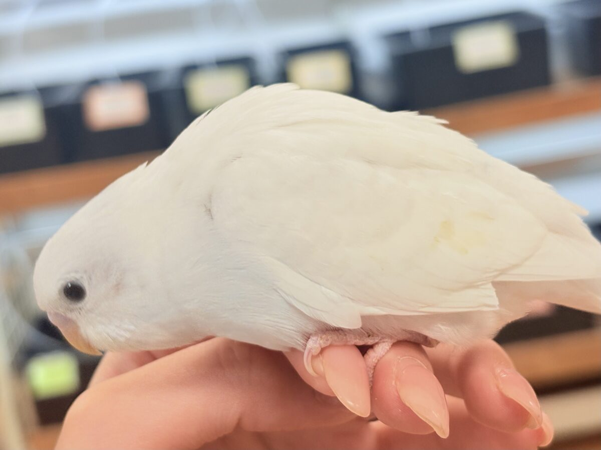 【最新画像】氷上の大天使🐣❄️セキセイインコ(ホワイトダブルファクター) セキセイインコ