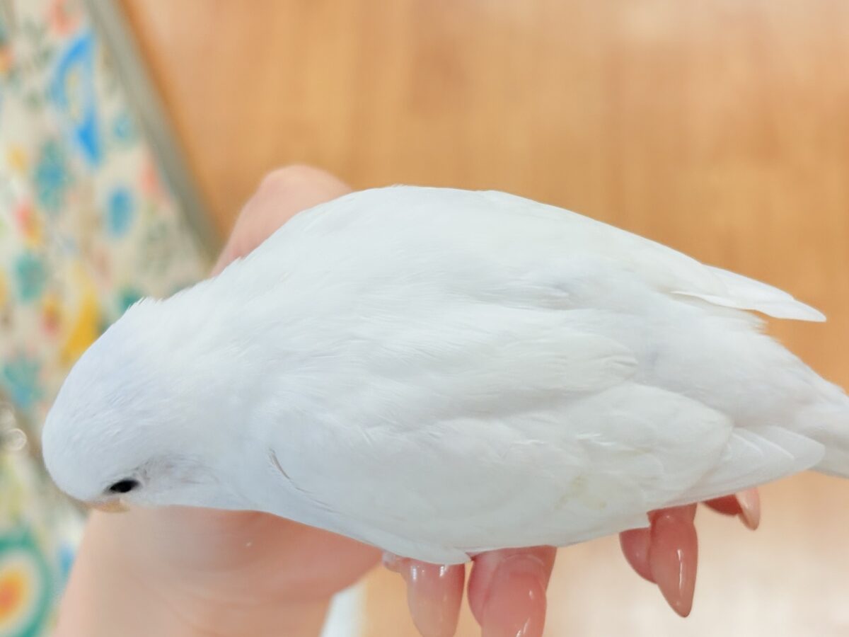 【最新画像】氷上の大天使🐣❄️セキセイインコ(ホワイトダブルファクター) セキセイインコ