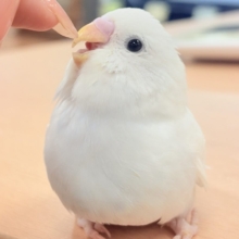 【最新画像】氷上の大天使🐣❄️セキセイインコ(ホワイトダブルファクター)