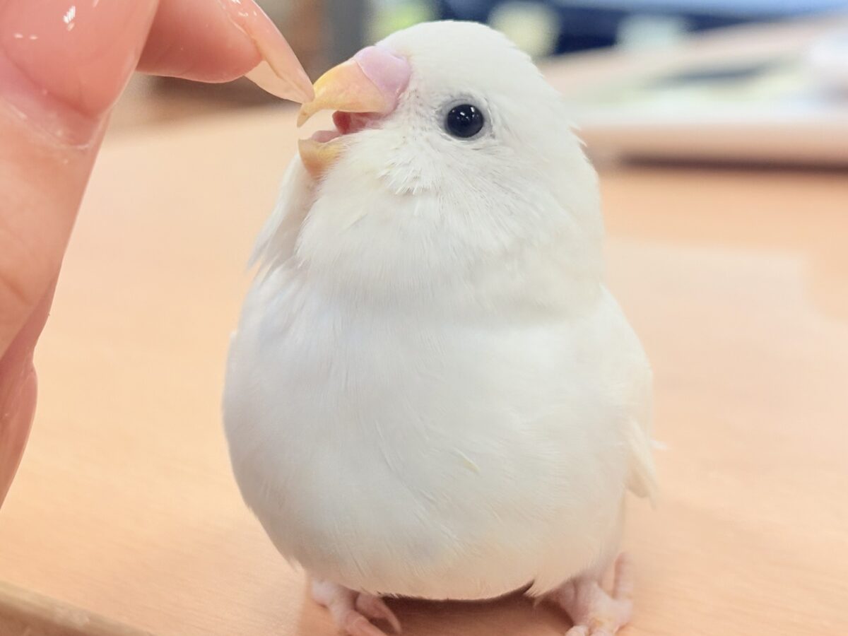 【最新画像】氷上の大天使🐣❄️セキセイインコ(ホワイトダブルファクター) セキセイインコ
