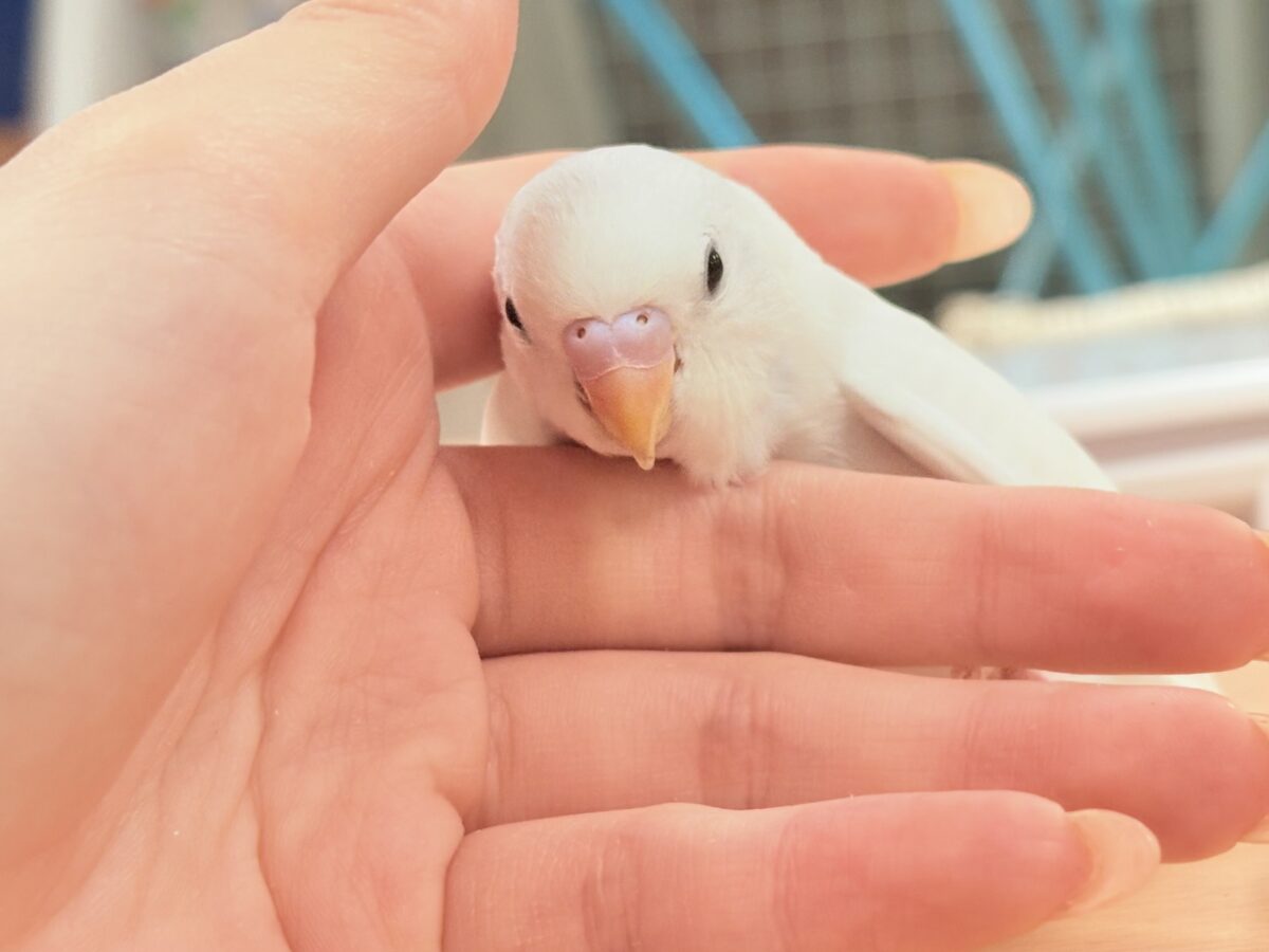 【最新画像】氷上の大天使🐣❄️セキセイインコ(ホワイトダブルファクター) セキセイインコ