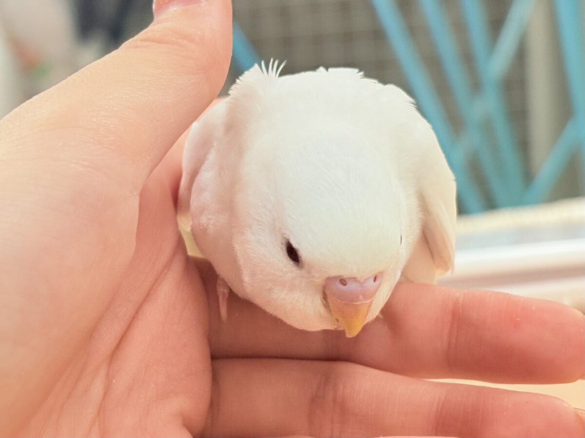 【最新画像】氷上の大天使🐣❄️セキセイインコ(ホワイトダブルファクター) セキセイインコ