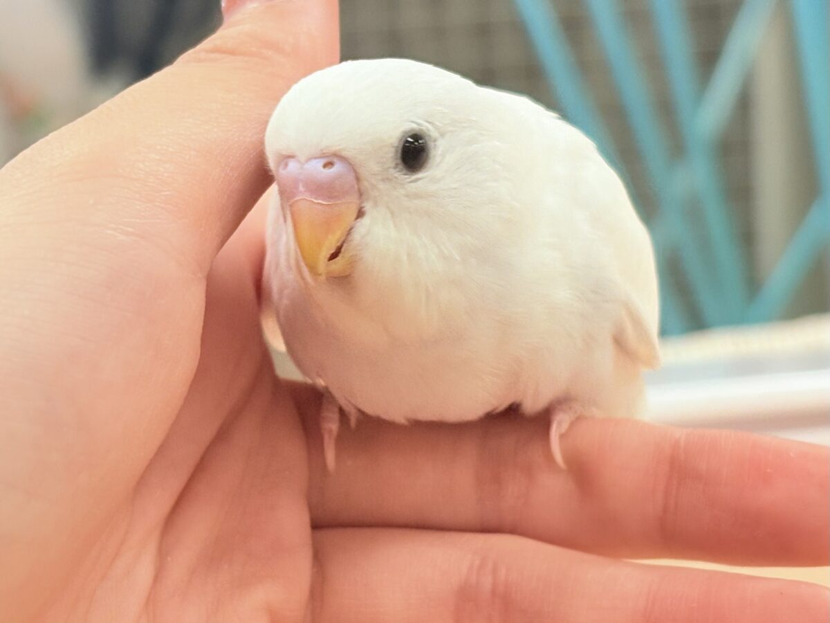 【最新画像】氷上の大天使🐣❄️セキセイインコ(ホワイトダブルファクター) セキセイインコ