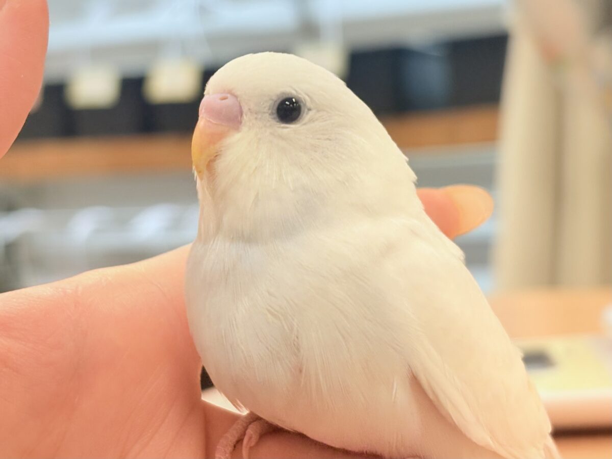 【最新画像】氷上の大天使🐣❄️セキセイインコ(ホワイトダブルファクター) セキセイインコ