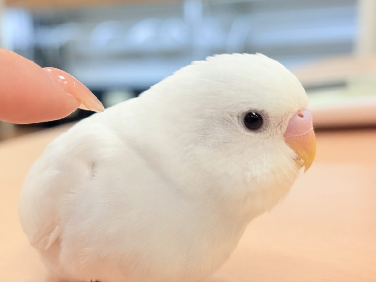 【最新画像】氷上の大天使🐣❄️セキセイインコ(ホワイトダブルファクター) セキセイインコ