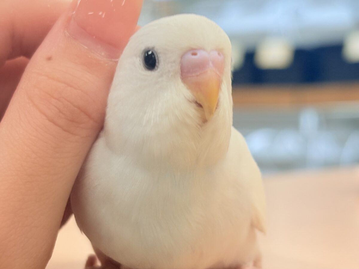 【最新画像】氷上の大天使🐣❄️セキセイインコ(ホワイトダブルファクター) セキセイインコ