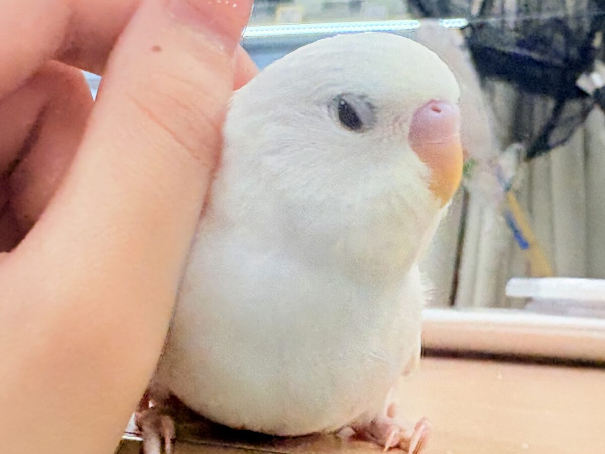 【最新画像】氷上の大天使🐣❄️セキセイインコ(ホワイトダブルファクター) セキセイインコ