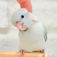 【最新画像更新🪄もうすぐひとり餌‪☆】なんだか違う？なにかが違う？🐣🩵マメルリハ(アメリカンホワイト) ヒナ