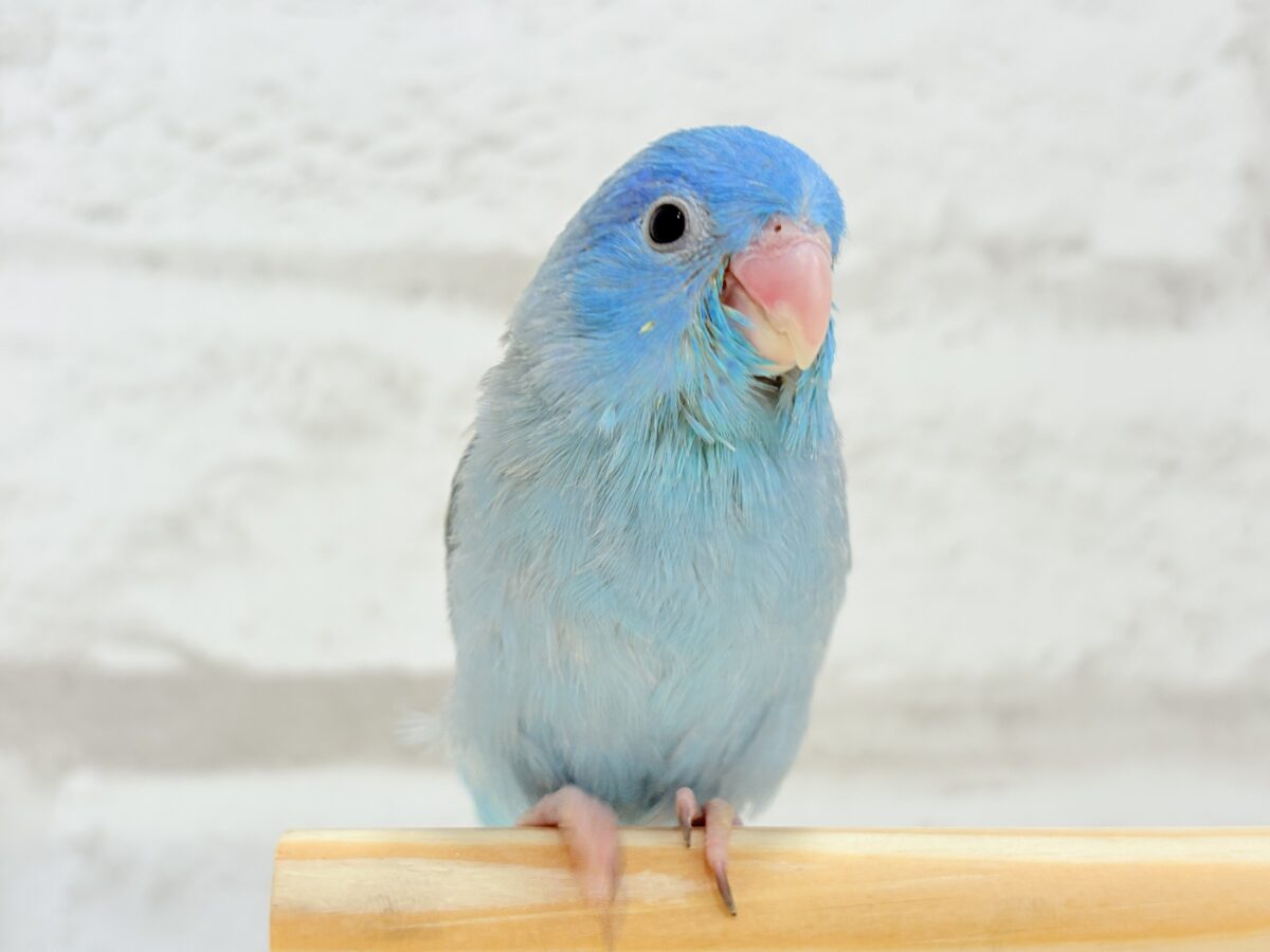 マメルリハ