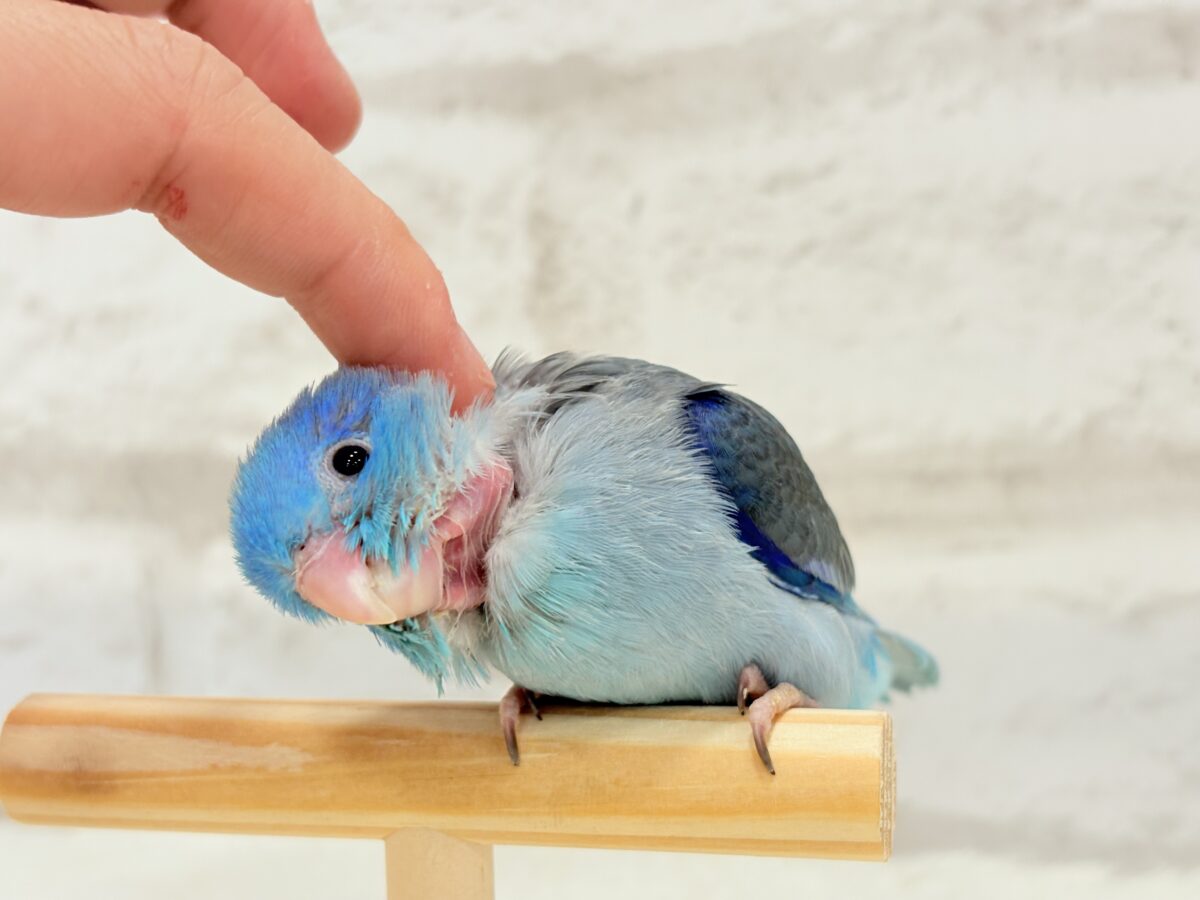 マメルリハ