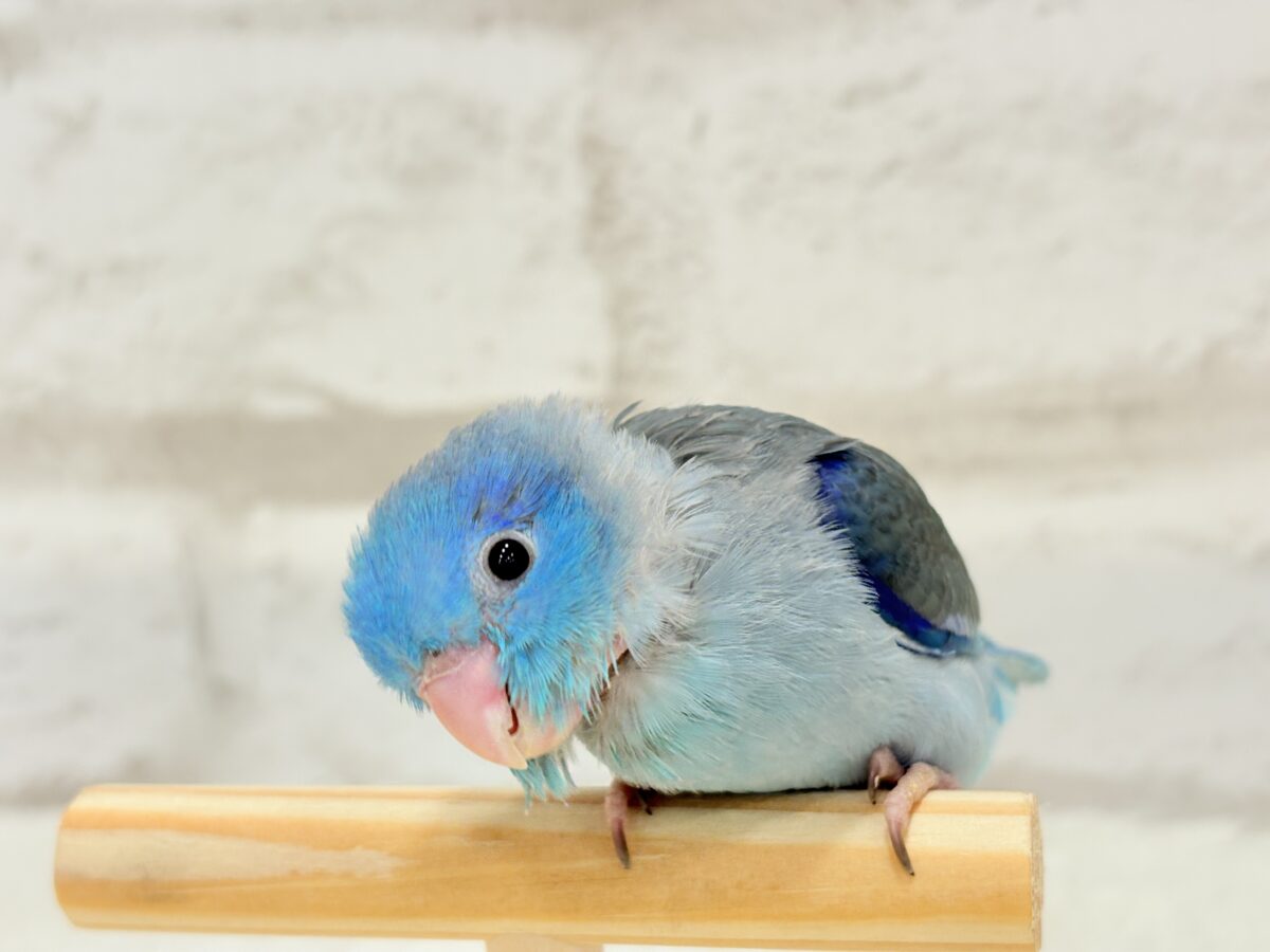 マメルリハ