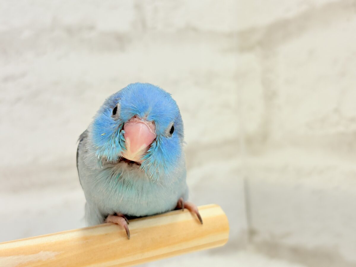 マメルリハ