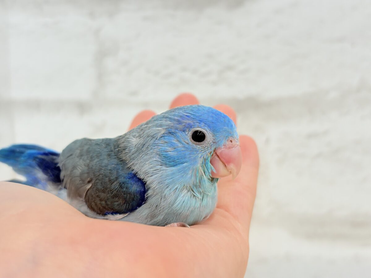 マメルリハ