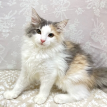 ✨かわいい色合い️✨ノルウェージャン(ダイリュートキャリコ)🤍💙女の子💕‪2026年4月8日生まれ