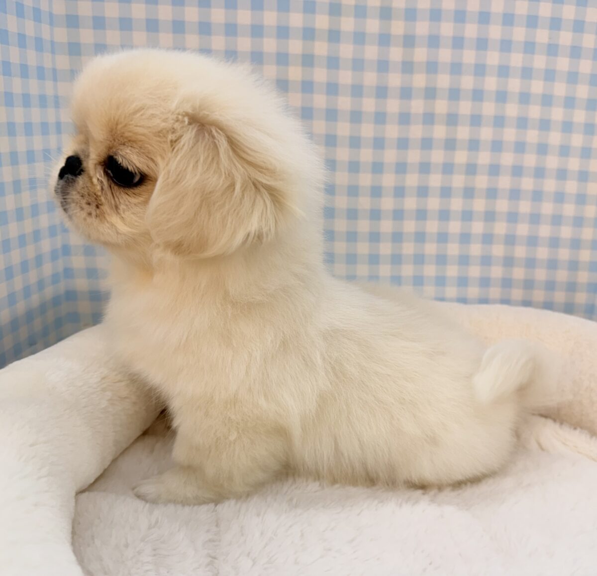 最新📷アザラシの子供?ペキくん来たよ! ペキニーズ