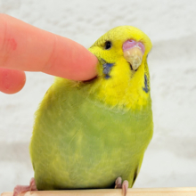 【最新画像更新🪄】もっふりもふもふジャンボちゃん🐥💚ジャンボセキセイインコ(スパングル)