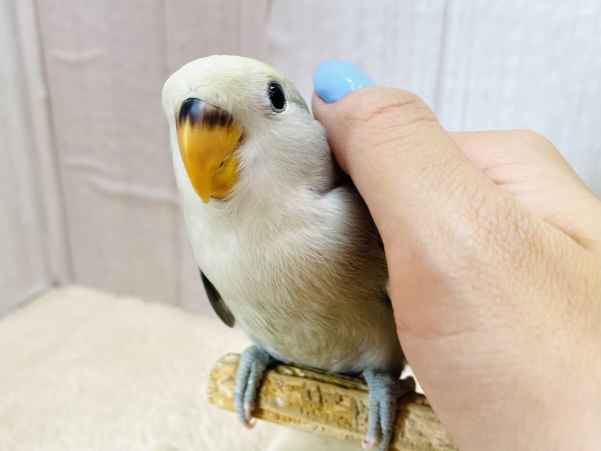最新画像有ります🌟もふもふっと綿毛もオシャレカラーになるはず‼️コザクラインコ（モーブパイド）🩶