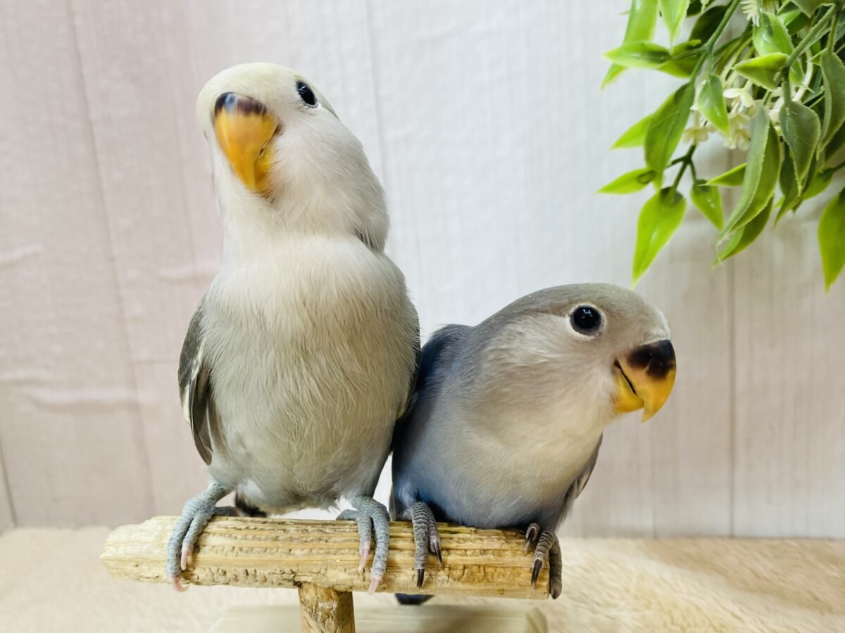 コザクラインコ（小桜インコ）