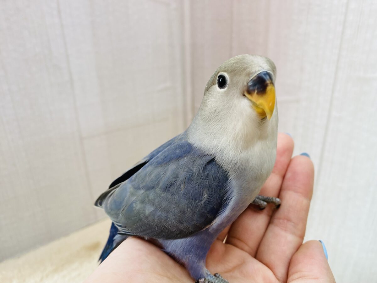 最新画像有ります❗️気品を感じます✨コザクラインコのバイオレット💜