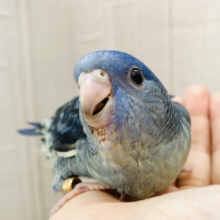 最新画像有ります❗️ブルーのサザナミインコもイイじゃん〜👍💕