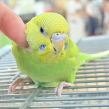 【最新画像】”癒される準備”出来てますか？🫧セキセイインコ(スパングル)