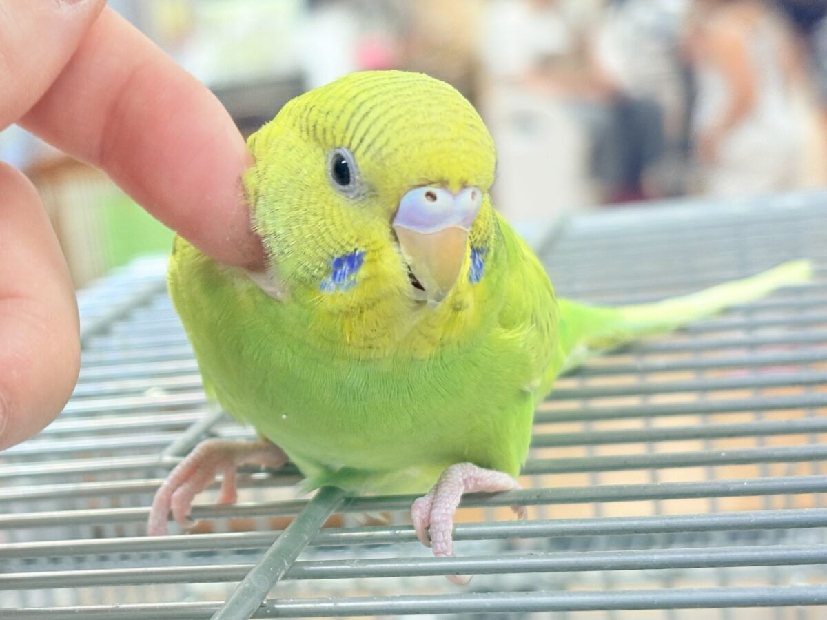 【最新画像】”癒される準備”出来てますか?🫧セキセイインコ(スパングル) セキセイインコ
