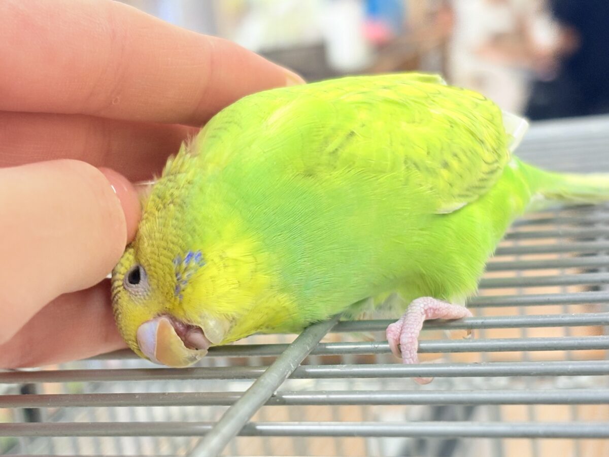 【最新画像】”癒される準備”出来てますか?🫧セキセイインコ(スパングル) セキセイインコ