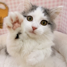 最新📷短足が可愛すぎるマンチカンちゃん来ました！！