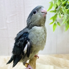 最新画像有ります☀️爆裂🌟元気いっぱい‼️サザナミインコ（モーブ🩶）