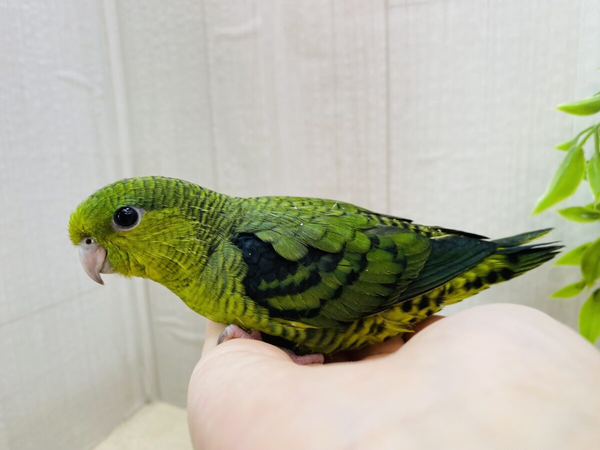 サザナミインコ