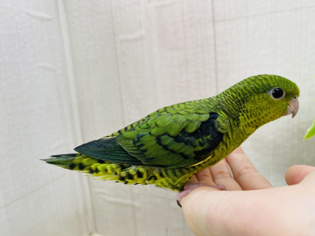 サザナミインコ